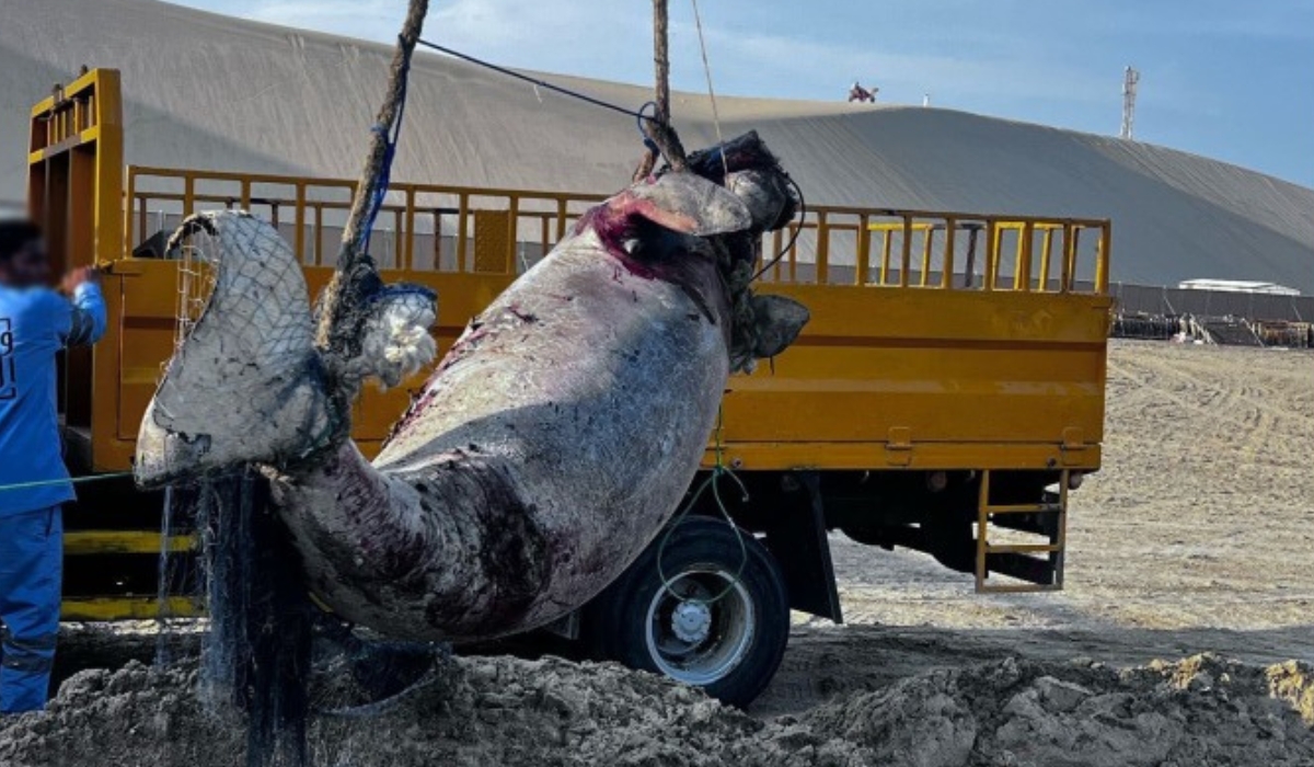 A dugong was found lifeless entangled in a fishing net off Al Wakra Coast